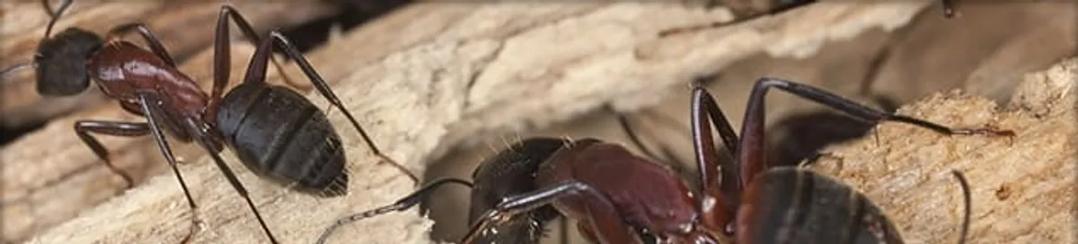 Close-up of ants on wood showing an active ant infestation in Stockton, CA