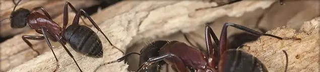 Close-up of ants on wood showing an active ant infestation in Stockton, CA