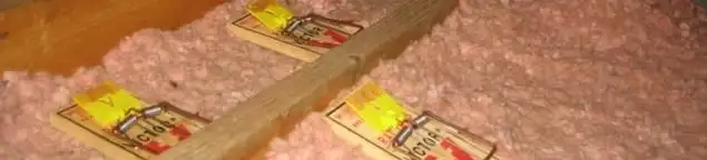 Mouse traps placed in an attic for rodent control in Stockton, CA