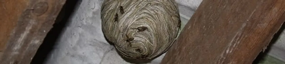 Wasp nest in an attic space, a common home infestation risk in Stockton, CA