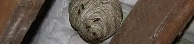 Wasp nest in an attic space, a common home infestation risk in Stockton, CA