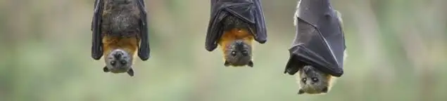 Bats roosting together, a common sign of a bat infestation in Stockton, CA