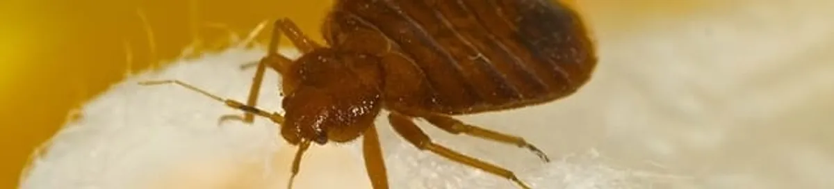 Close-up of a bed bug, a sign of an active infestation in Stockton, CA