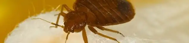 Close-up of a bed bug, a sign of an active infestation in Stockton, CA