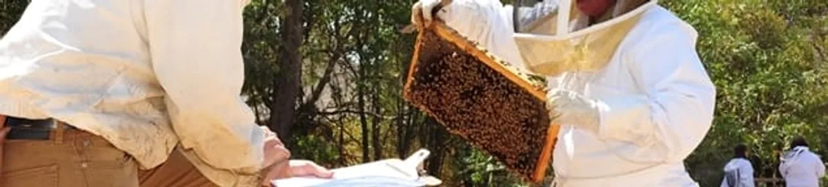 Bee removal specialists relocating a hive and honeycomb safely in Stockton, CA