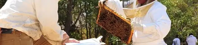 Bee removal specialists relocating a hive and honeycomb safely in Stockton, CA