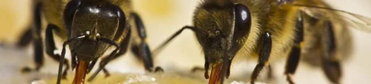 Close-up of honey bees, a sign of a nearby hive in Stockton, CA