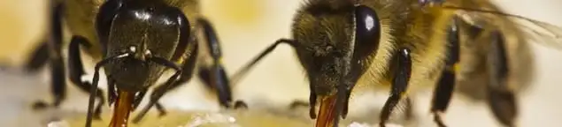 Close-up of honey bees, a sign of a nearby hive in Stockton, CA