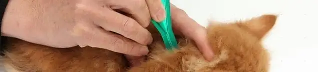 Flea treatment for pets using a flea comb, a sign of flea problems in Stockton, CA