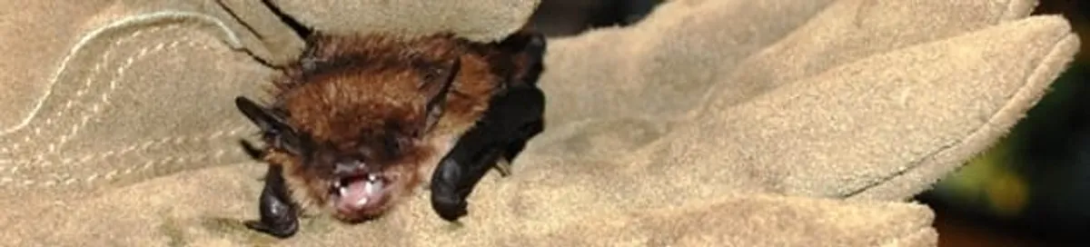Bat removal specialist holding a bat safely during humane exclusion in Stockton, CA
