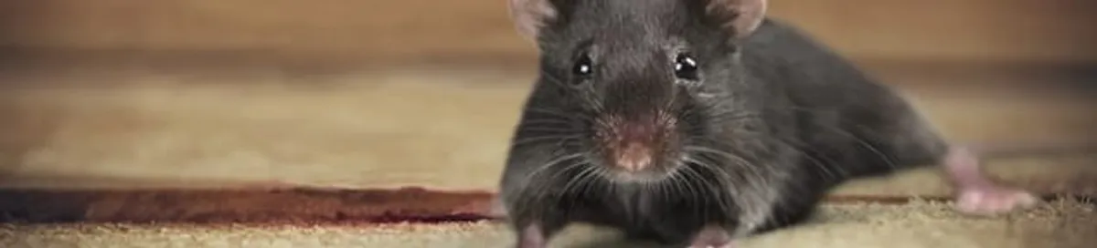 Mouse indoors, a common sign of a rodent infestation in Stockton, CA