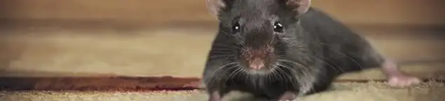 Mouse indoors, a common sign of a rodent infestation in Stockton, CA