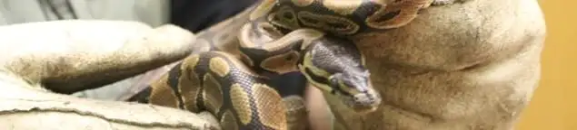 Snake removal specialist safely handling a snake with protective gloves in Stockton, CA