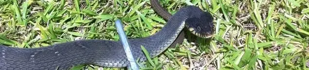 Snake in a yard, a common sign of a snake problem near a home in Stockton, CA