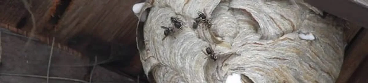 Close-up of a wasp nest with active wasps, a sign of an infestation in Stockton, CA