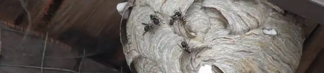 Close-up of a wasp nest with active wasps, a sign of an infestation in Stockton, CA